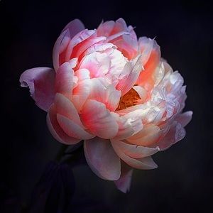 Meet your Posher, Cait